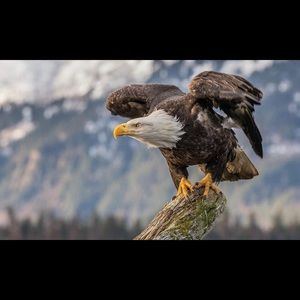 Meet your Posher, Magnum